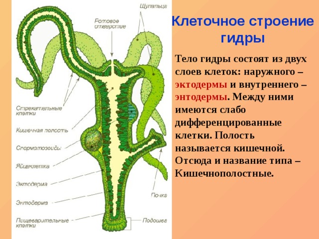 Как зайти на кракен через тор