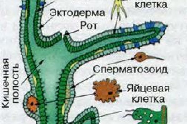 Что продают в кракен маркете